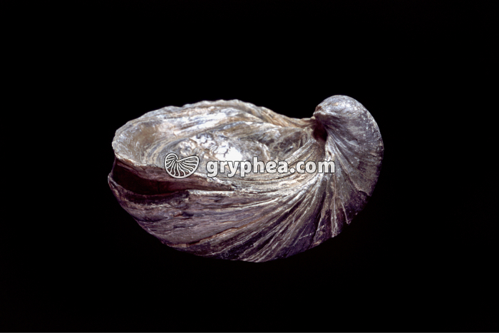 Gryphaea dilatata (Callovien, Calvados, France) - gryphea.com